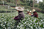 Tea Plantation, Hangzhou, China