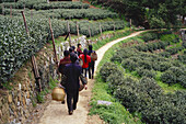 Teeplantage, Hangzhou, China