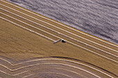 Wheat Swathing, Saskatchewan, Canada