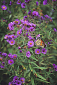 Monarch Butterfly