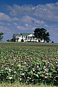 Haus und Baumwollfeld, Tennessee, USA