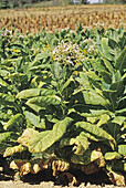 Tobacco Field, Tennessee, USA