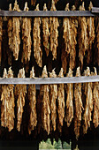 Close-up of Tobacco Drying
