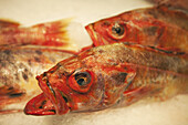 Red Snapper at Fish Market