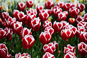 Tulip Farm, Skagit Valley, Washington, USA