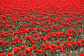 Tulip Farm, Skagit Valley, Washington, USA