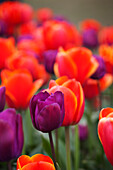 Tulpenfarm, Skagit Valley, Washington, USA