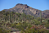 Saguaro und Organ Pipe Kakteen, Organ Pipe National Park, Arizona, USA