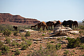 Horses Grazing, Eastern Arizona, USA