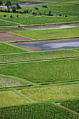 Taro-Felder, Kauai, Hawaii, USA