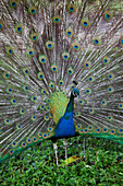 Peacock, Kauai, Hawaii, USA