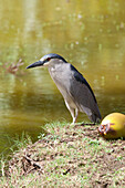 Eisvogel, Kauai, Hawaii, USA