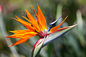 Paradiesvogelblume, Kauai, Hawaii, USA