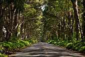 Tunnel der Bäume, Kauai, Hawaii, USA