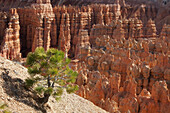 Bryce Canyon National Park, Utah, USA