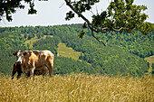 Kuh und säugendes Kalb, Arkansas, USA