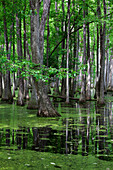 Zypressen-Sumpf, Natchez Trace Parkway, Mississippi, USA