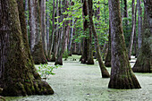 Zypressen-Sumpf, Natchez Trace Parkway, Mississippi, USA