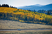 Espenbäume im Herbst, Colorado, USA