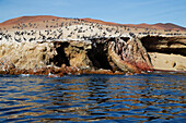 Pelikan-Kolonie im Tierschutzgebiet auf den Ballestas-Inseln, Paracas, Provinz Pisco, Peru