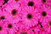 Close-up of bright pink, gerbera daisies in flower shop, Berlin, Germany