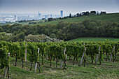 Vineyard with City in the Background near Grinzing, Vienna, Austria