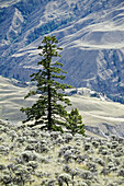 Immergrüne Bäume auf Weideland mit Cariboo Mountains im Hintergrund, Cariboo Region von British Columbia, Kanada