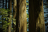 Nahaufnahme von Redwood-Baumstämmen in einem Wald in Nordkalifornien, USA