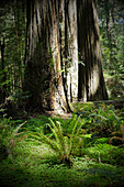 Close-up of redwood tree trunks and vegetation on forest floor in Northern California, USA