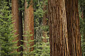 Nahaufnahme von Mammutbaumstämmen im Wald in Nordkalifornien, USA