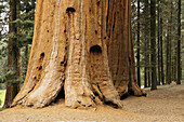 Close-up of the base of a large, sequoia tree trunk in the forest in Northern California, USA