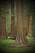 Mammutbäume im Wald in Nordkalifornien, USA