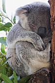 Nahaufnahme eines schlafenden Koalabären im Rettungskrankenhaus in Port Macquarie in New South Wales, Australien