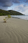 Mangrove tree growing in sand with couple walking on the beach in the distance at Cape Tribulation in Queensland, Australia