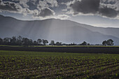 Newly planted crop in field and mountain range with crepuscular sunrays outside Cairns in Queensland, Australia