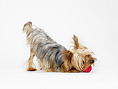 Yorkshire Terrier Playing with Ball
