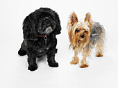 Portrait of Lhasa Apso and Yorkshire Terrier