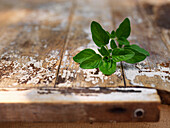 Close-up of Herb