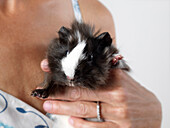 Close-up of Guinea Pig