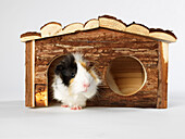 Guinea Pig