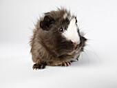 Guinea Pig