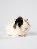 Guinea Pig