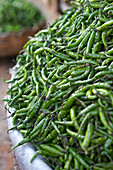 Indische grüne Chilis auf dem Markt in Bangalore, Karnataka, Indien