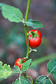 Tomato Plant