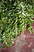 Curry Leaves, India