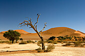 Dead Tree and Sand Dunes, Namib-Naukluft National Park, Namibia
