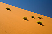 Plants on Sand Dune, Namib-Naukluft National Park, Namibia