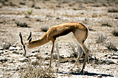 Springbock beim Grasen, Etosha National Park, Kunene Region, Namibia