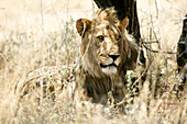 Löwe im Gras, Etosha National Park, Kunene Region, Namibia