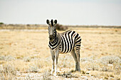 Zebra, Etosha-Nationalpark, Kunene-Region, Namibia